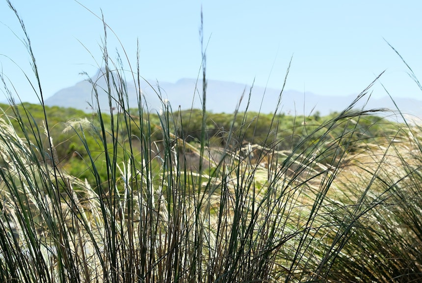 Fynbos (bis zu 7.000 Farn- und Blütenpflanzenarten) & Berge