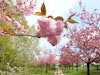 TV-Asahi Kirschblütenallee – Frühlingserwachen auf dem ehemaligen Grenzstreifen zwischen Lichterfelde Süd und Teltow Sigridshorst