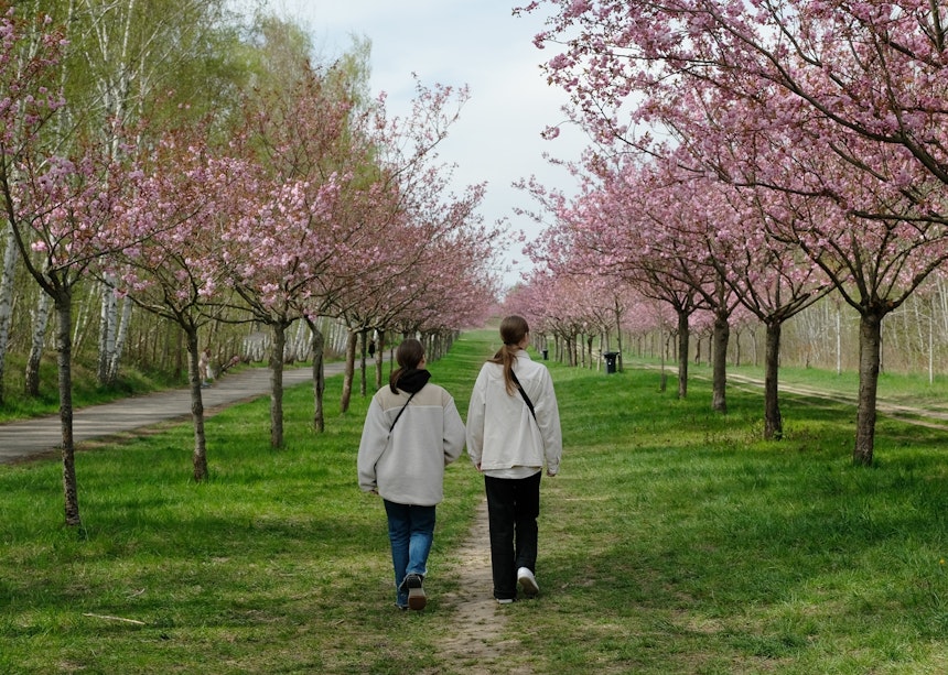 Die ukrainischen Schwestern Sonja und Mascha beim Spaziergang durch die Kirschblüten – Nach japanischer Tradition sollen die Blüten Frieden und Ruhe in die Herzen der Menschen bringen