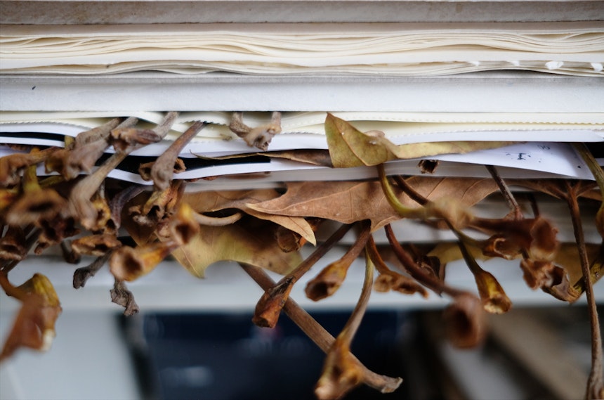 Die Blätter werden unter schweren Bücherstapeln ein halbes Jahr getrocknet und gepresst