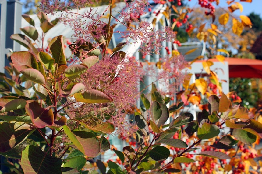 Herbstleuchten In Der Königlichen Gartenakademie 12