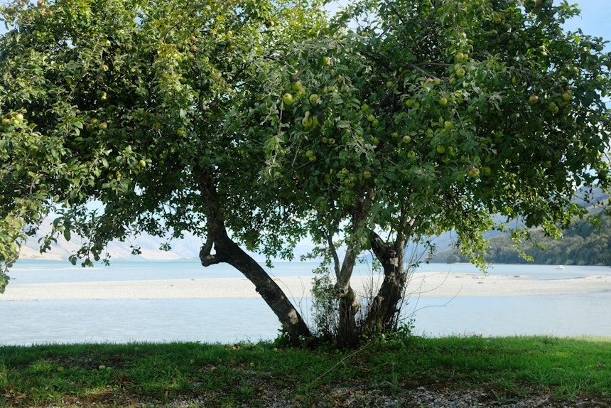 Apfelbaum & pastellfarbener See – Nicht zu sehen aber leider da (und wirklich unangenehm): Sandflies 
