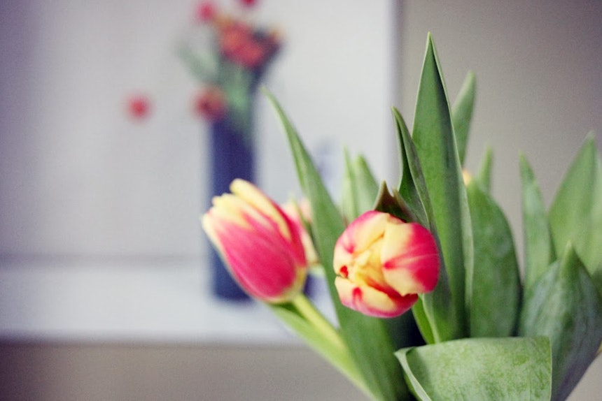 Tulips Reverse 4