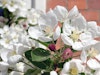 Lösen Frühlingsgefühle aus – Knospen & Blüten des Zierapfels »Golden Hornet«
